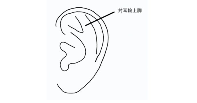 対耳輪上脚の図